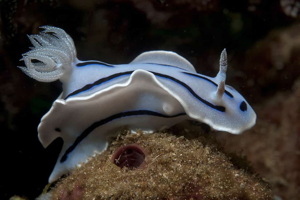 Chromodoris di Willan (lo dico a Chromodoris)