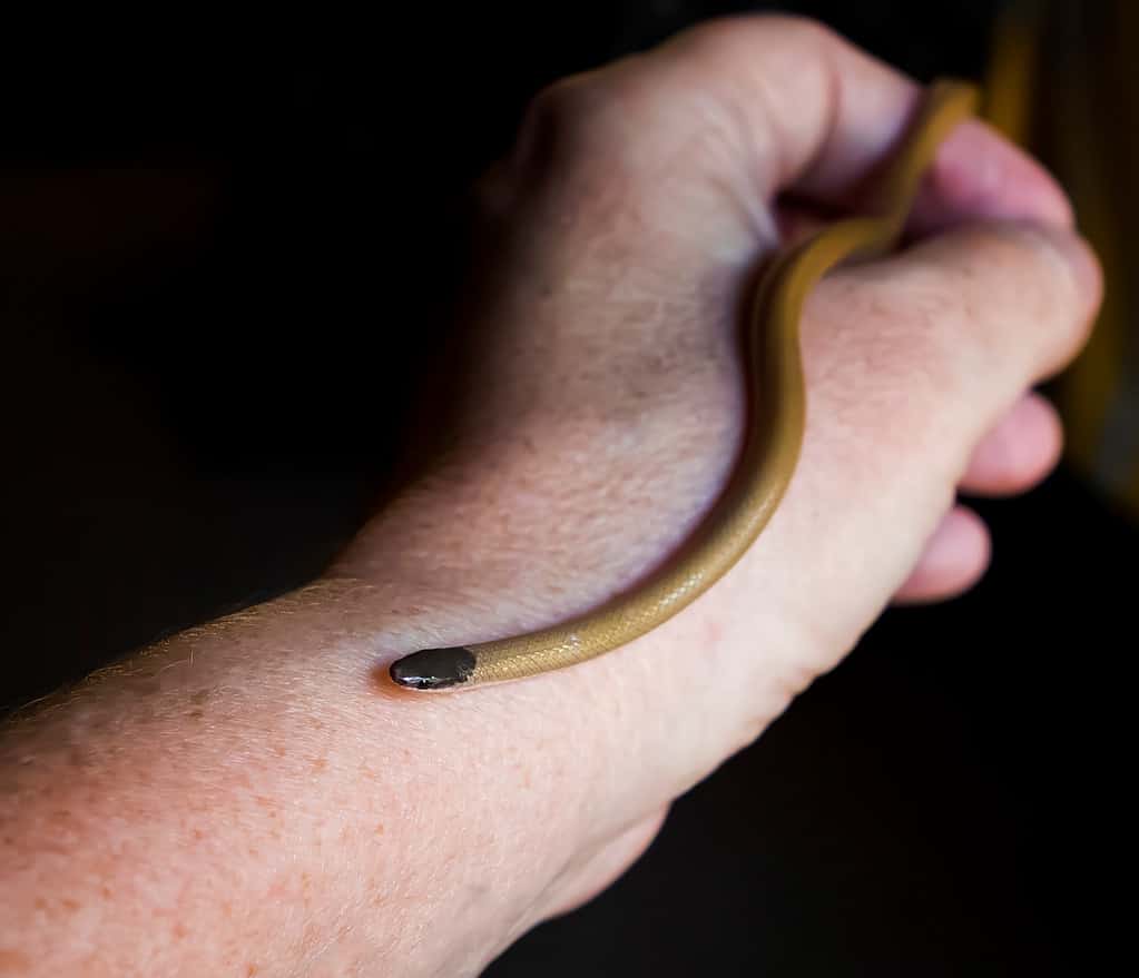 Mano sinistra dalla pelle chiara che tiene un serpente dalla testa nera di Smith.  Il serpente sembra un lombrico con una testa nera. 