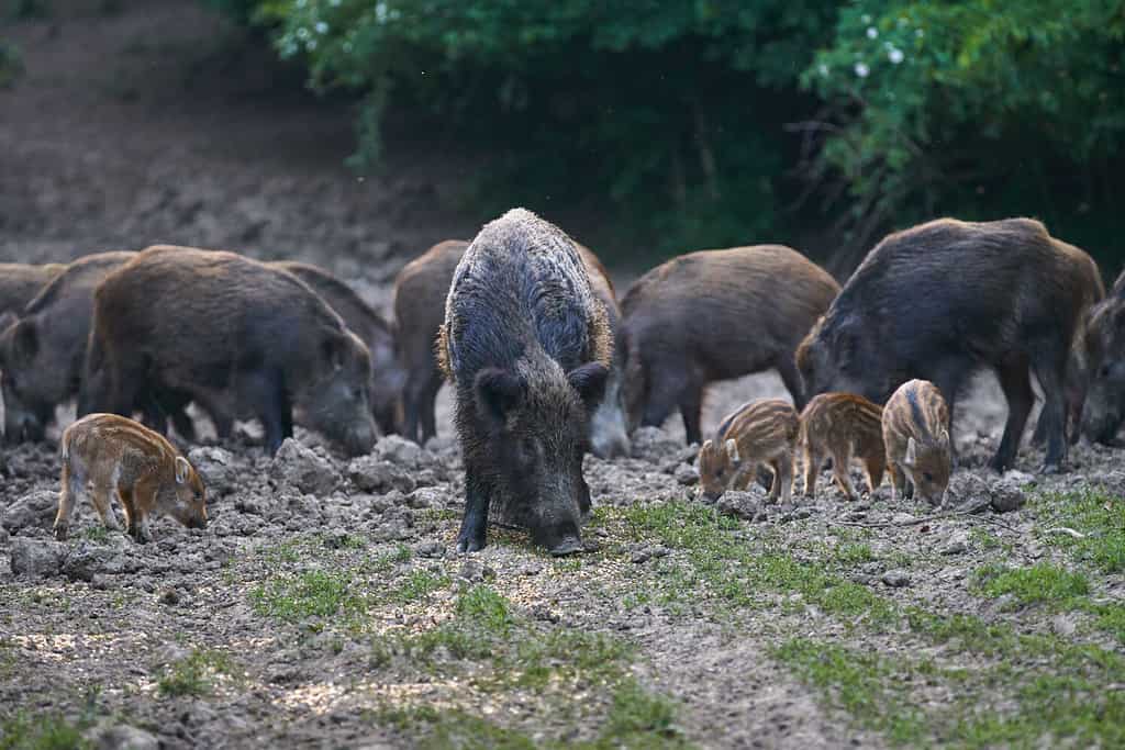 Mandria di maiali selvatici che grufolano nella foresta in cerca di cibo