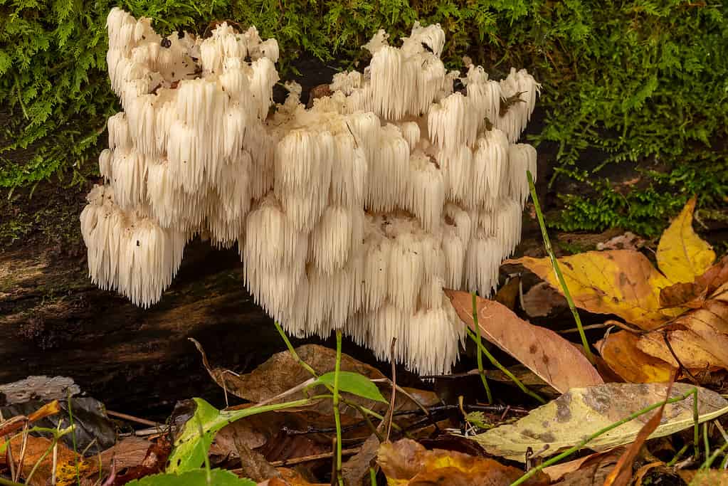 Hericium erinaceus o criniera di leone che cresce dal lato di un albero.