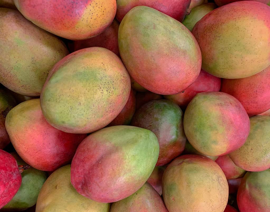 Mango Tommy Atkins su un display del supermercato.  I mango sono di forma ovale con buccia rossa e verde. 