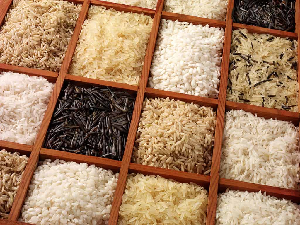 12 diverse scatole di legno quadrate di diverse varietà di riso occupano la cornice. 