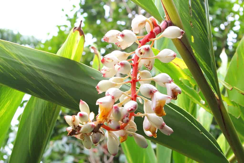 Fiori bianchi della pianta di zenzero in primo piano, Zingiber Officinale, usati come medicina naturale e farmacia a base di erbe per una varietà di malattie e malattie.