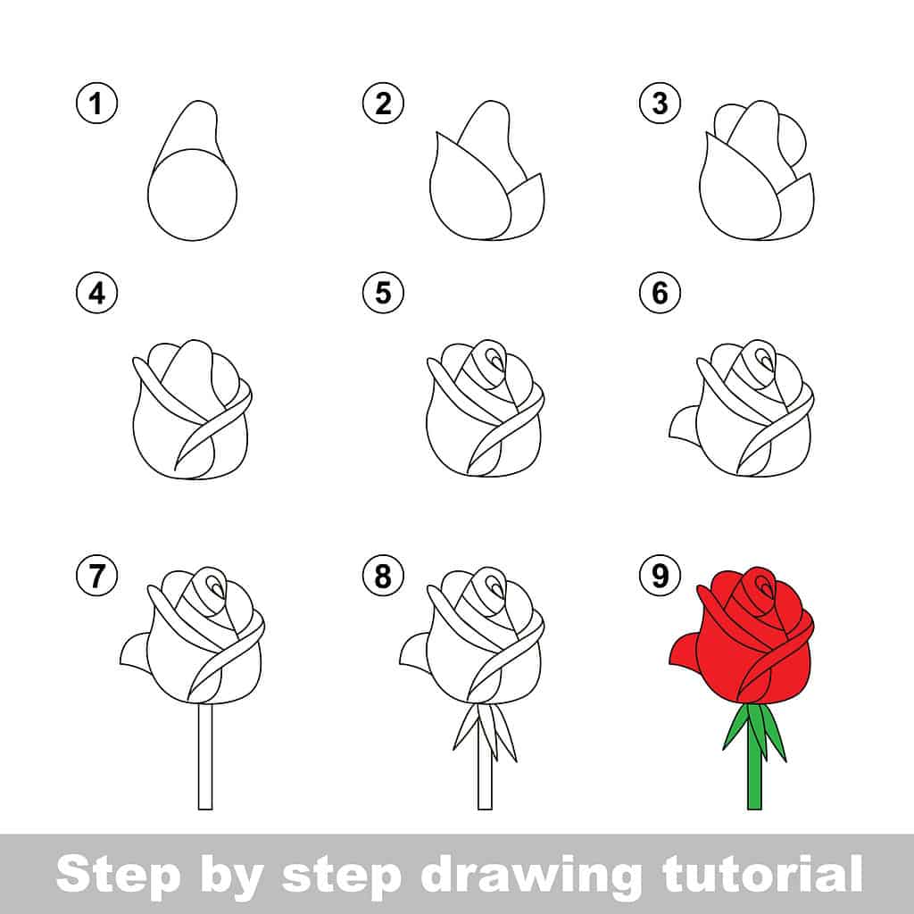 Guida passo passo su come disegnare una rosa semplice.