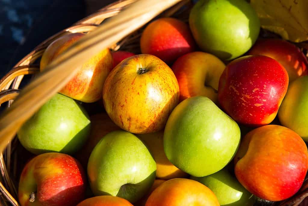 Fresche deliziose mele naturali diverse varietà in un cesto primo piano - giallo, verde, rosso. 