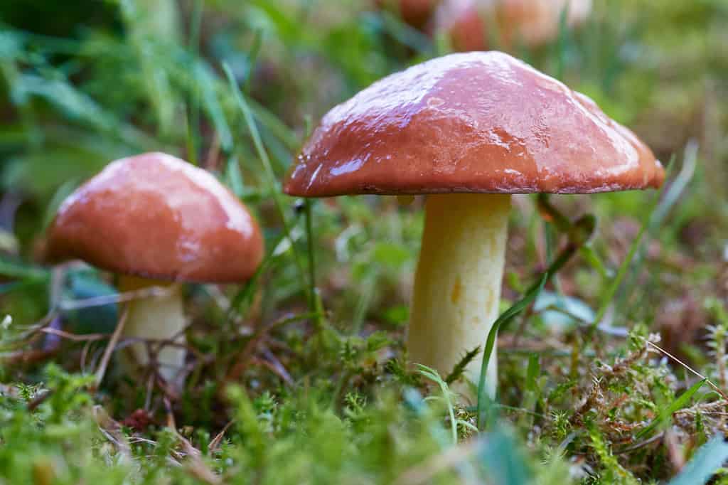 natualy scivoloso fungo viscido Suillus