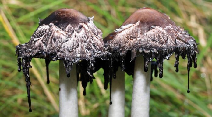Come sbarazzarsi dei funghi nel tuo giardino
