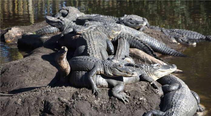 Come si chiama un gruppo di alligatori?
