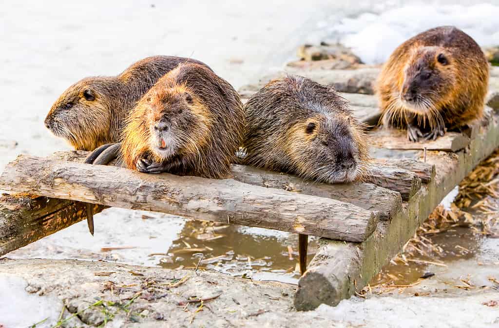 Beaver Colony, mostra quattro castori pelosi seduti su un tronco sopra l'acqua. 