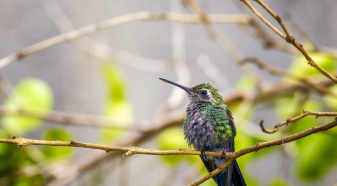 Come si chiama un gruppo di colibrì?
