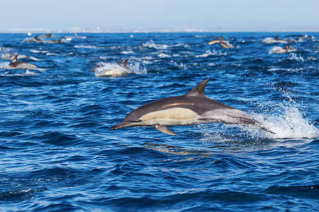 Sud Africa, Africa, delfino, animale, animale selvatico