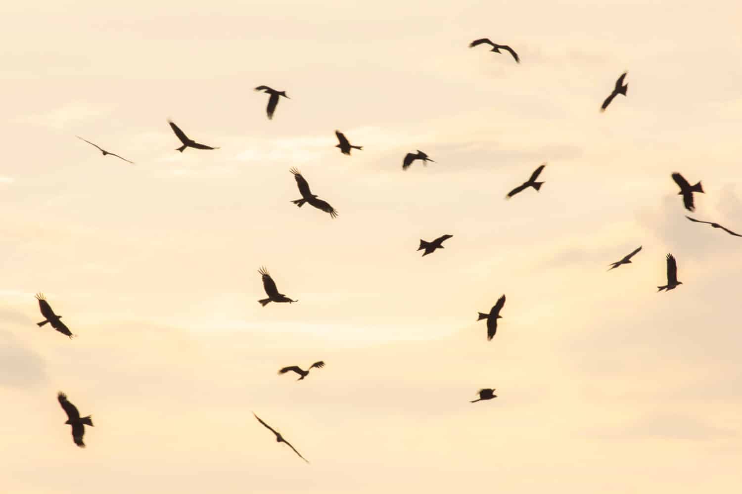 Stormo di falchi al tramonto.  Stormo di uccelli al tramonto.