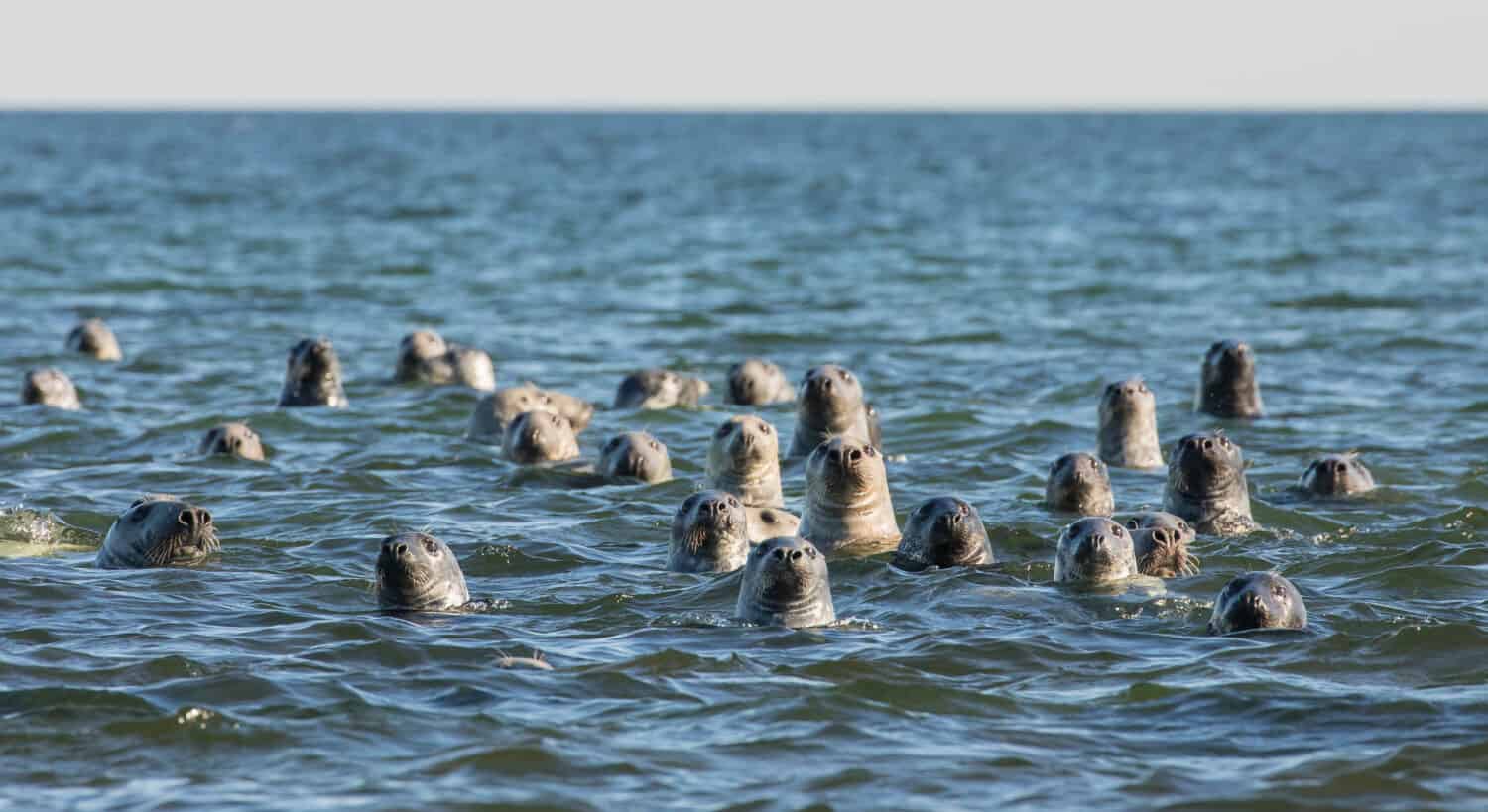 Gruppo di foche grigie che sbirciano dall'acqua e guardano con curiosità i visitatori