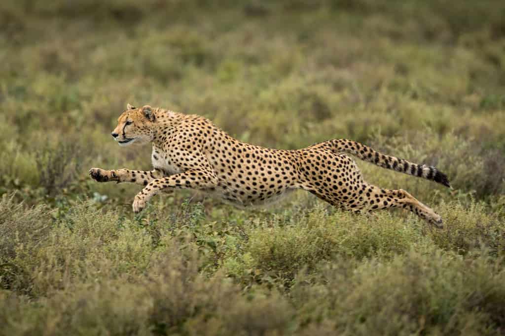Tanzania, Ngorongoro Conservation Area, il ghepardo adulto (Acinonyx jubatas) inizia a correre mentre insegue il vitello degli gnu sulle pianure di Ndutu