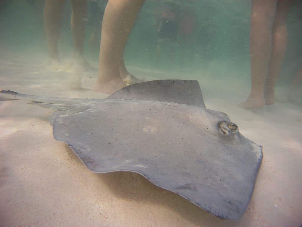 Stingray in acque poco profonde di Stingray City Isole Cayman