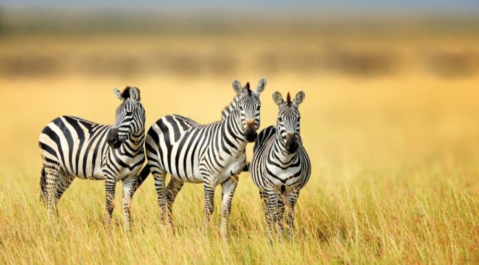 Come si chiama un gruppo di zebre?
