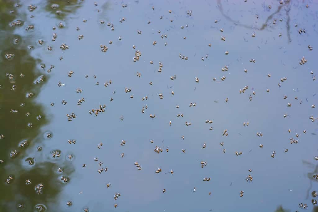 Zanzare che si riproducono nell'acqua