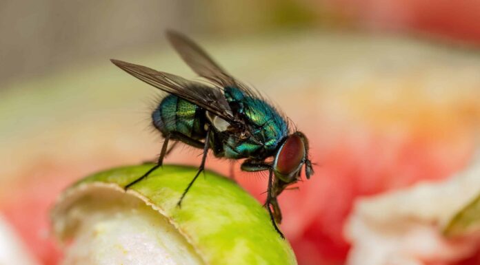  Cosa attira le mosche?  Scopri cosa sta causando la tua infestazione da mosche

