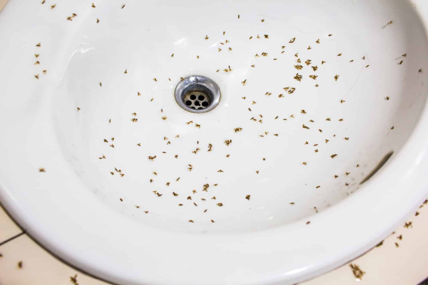 Mayfly vola dopo aver piovuto nel bagno sul lavandino