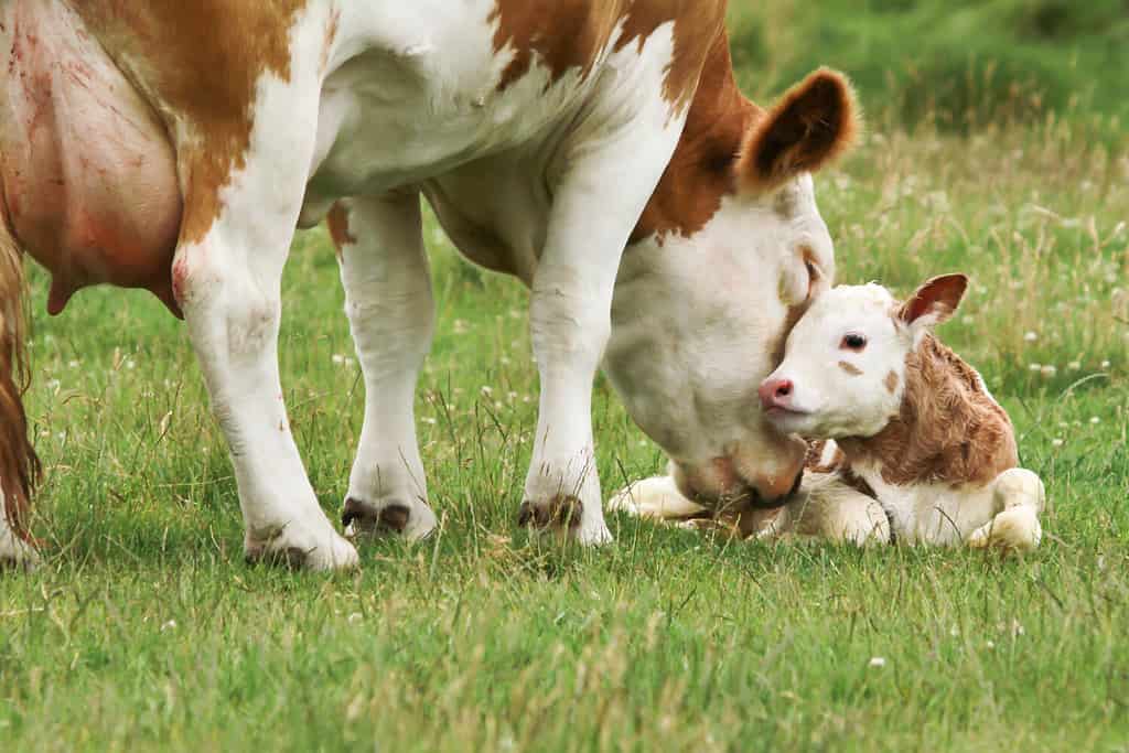 la mucca madre lecca il vitello