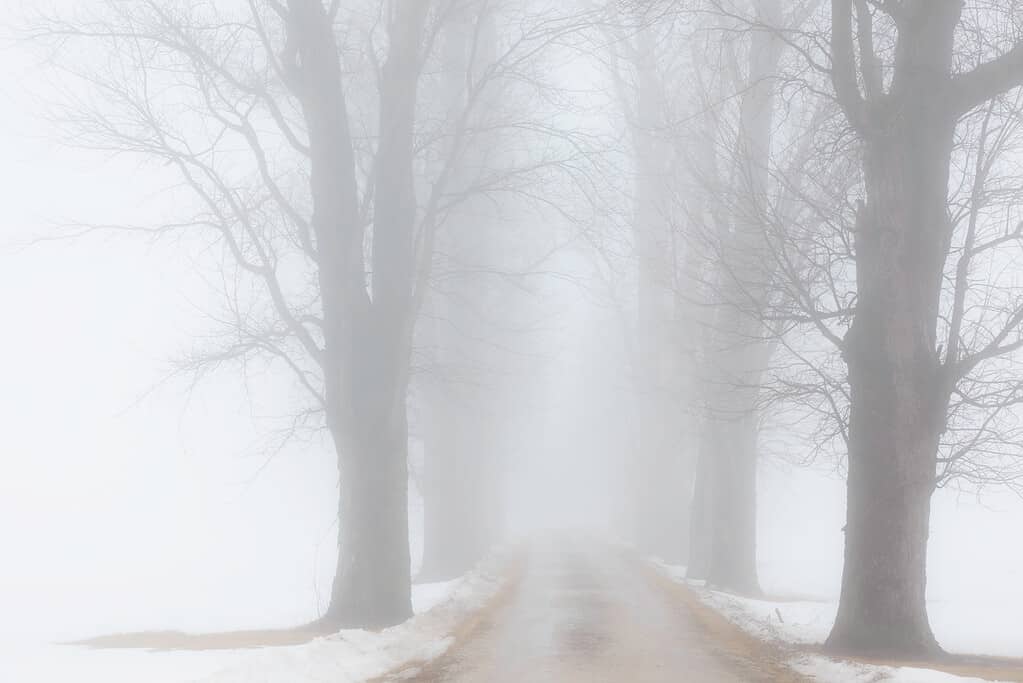 Prospettiva di una strada stretta fiancheggiata da alberi alti, nudi e decidui che scompaiono nella nebbia dopo una tempesta di neve nel nord dell'Illinois, negli Stati Uniti