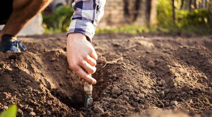 Cosa devono sapere i giardinieri dell'Alaska questa primavera
