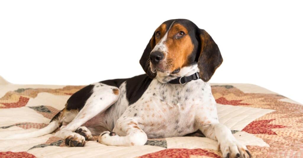 Treeing Walker Coonhound cane sdraiato sul letto con trapunta.