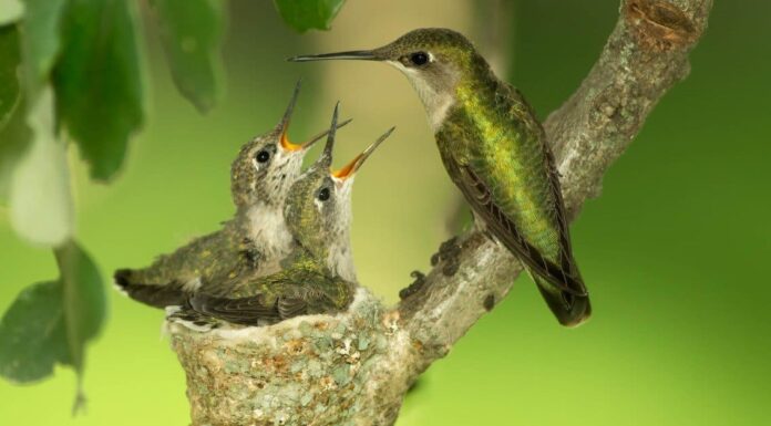 Dove nidificano i colibrì?
