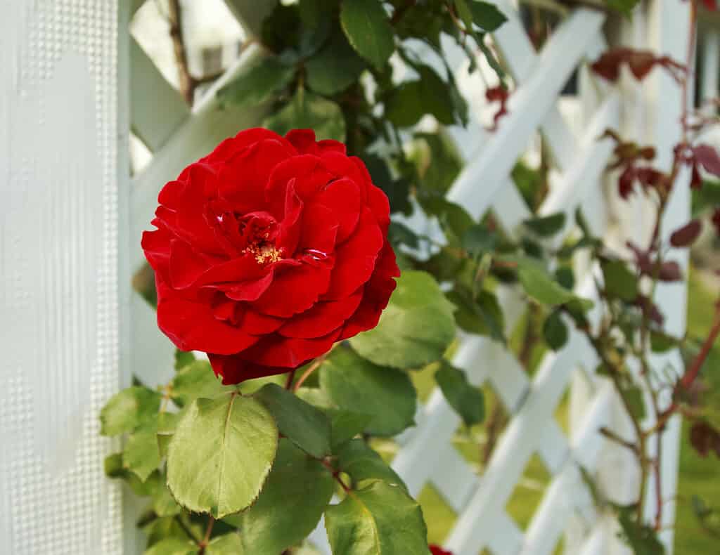 Giovani boccioli di rosa rossa di cespuglio di rose rampicanti si arrampicano su un traliccio di cedro fatto in casa di fronte al raccordo beige della casa unifamiliare