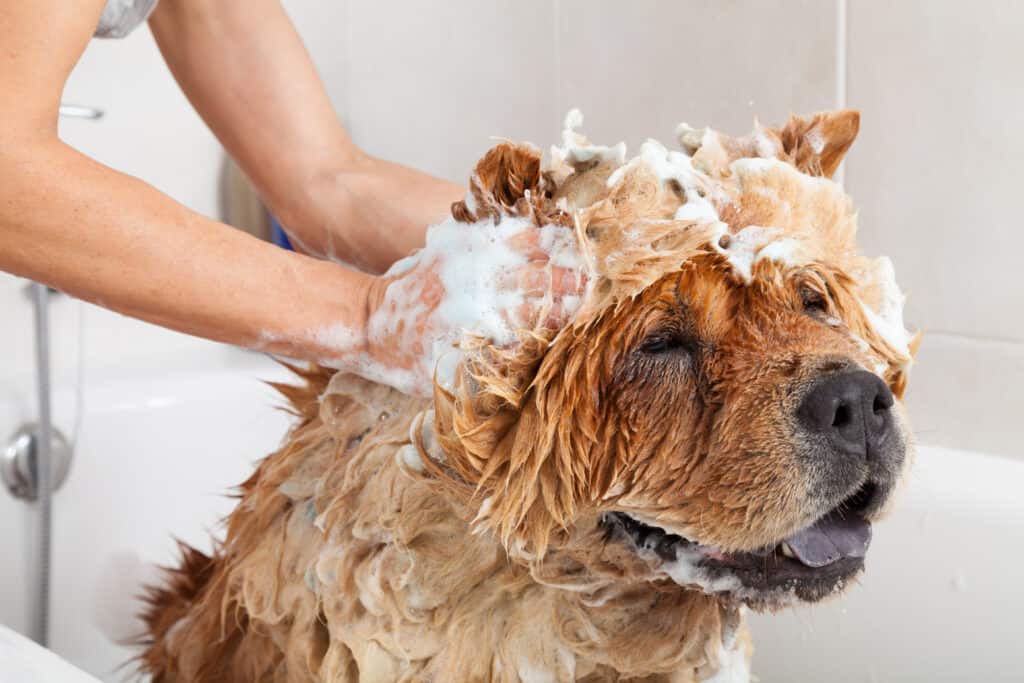 Un chow chow in un bagno