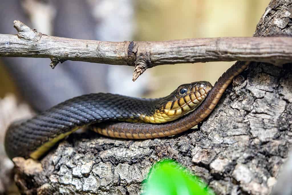 Serpente d'acqua dal ventre piatto (Nerodia erythrogaster)