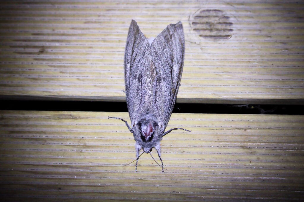 Giant Wood Moth (Endoxyla cinereus) su tavole in South Australia.