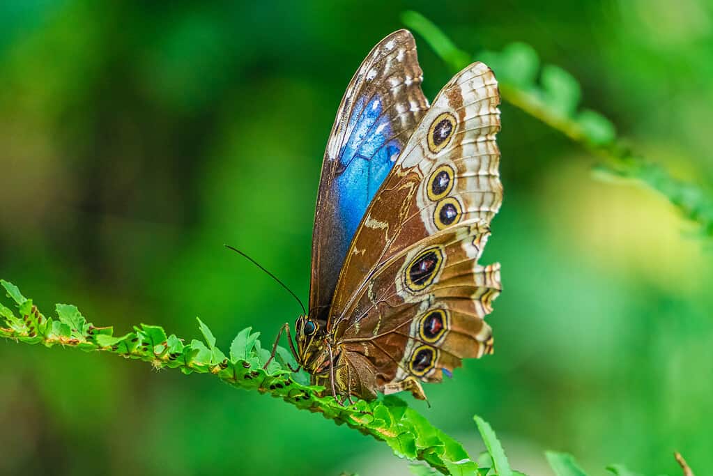 Farfalla morfo blu, Morpho peleides