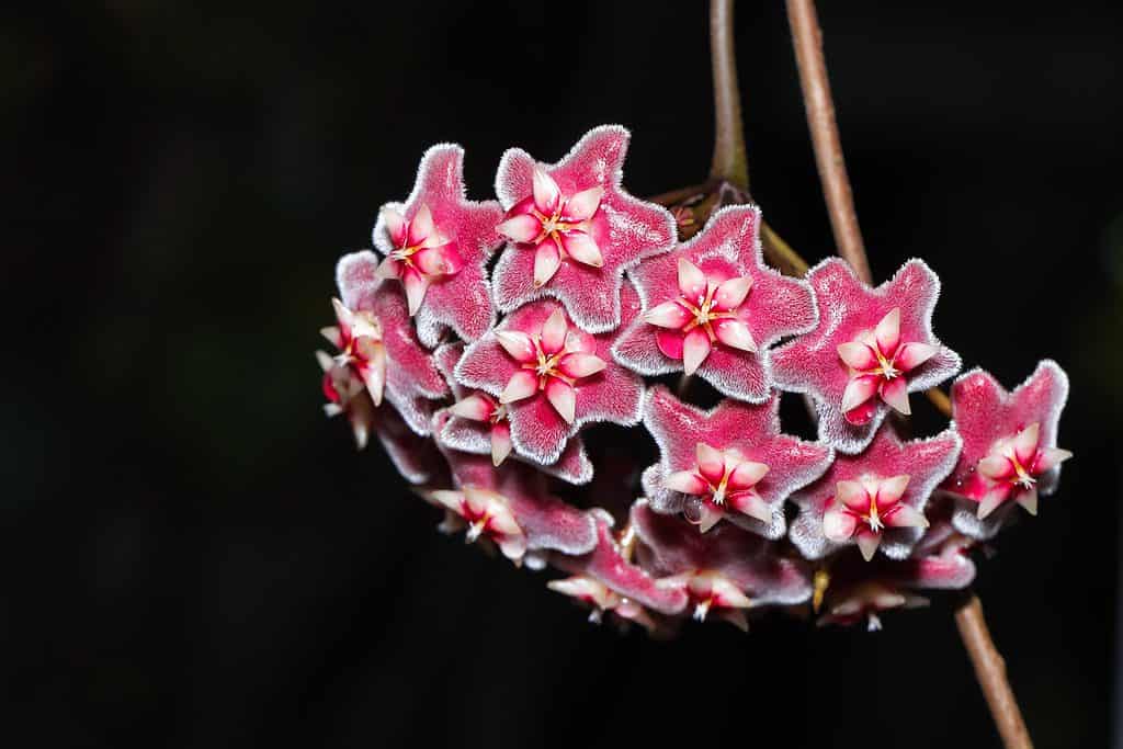 Hoya Wayetti fiori