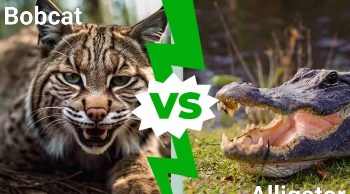 Florida Showdown: chi esce vittorioso in una battaglia tra Bobcat e Alligator?
