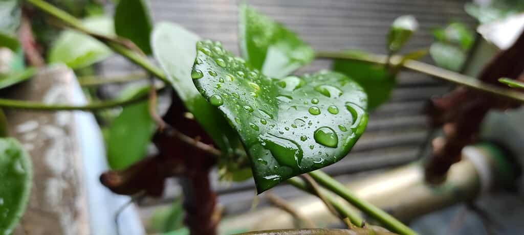 Hoya foglie con gocce d'acqua