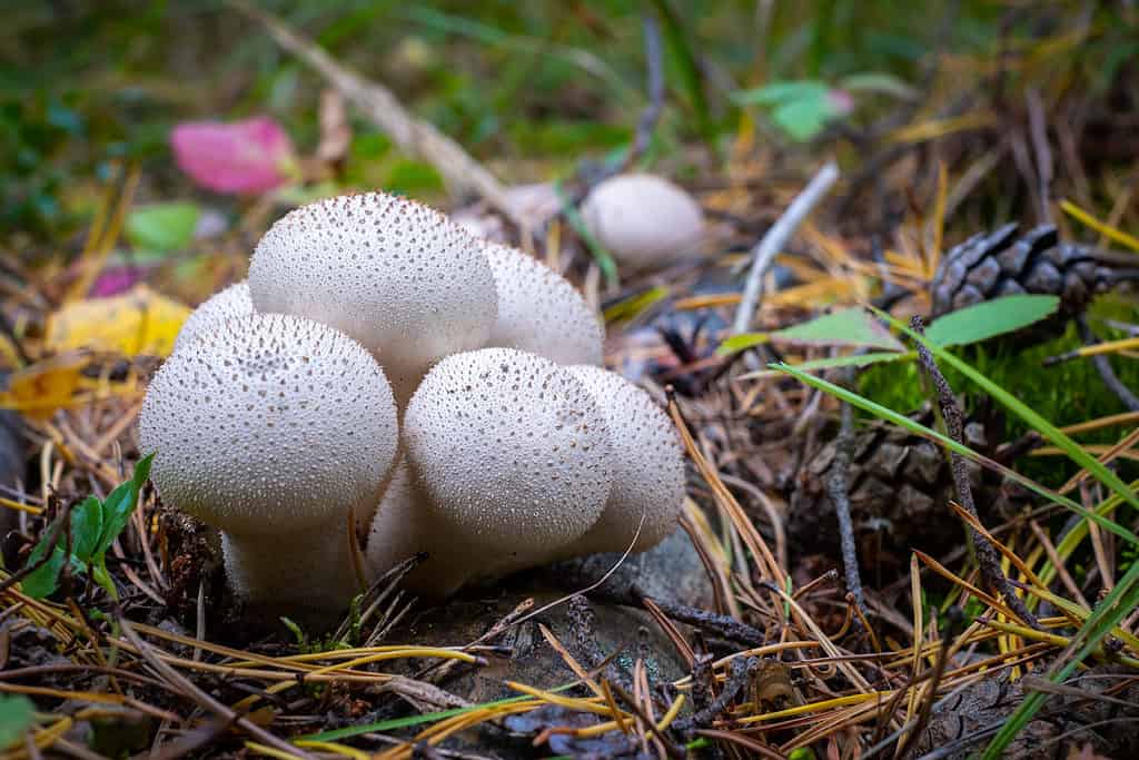 Funghi comuni a palloncino (Lycoperdon perlatum).