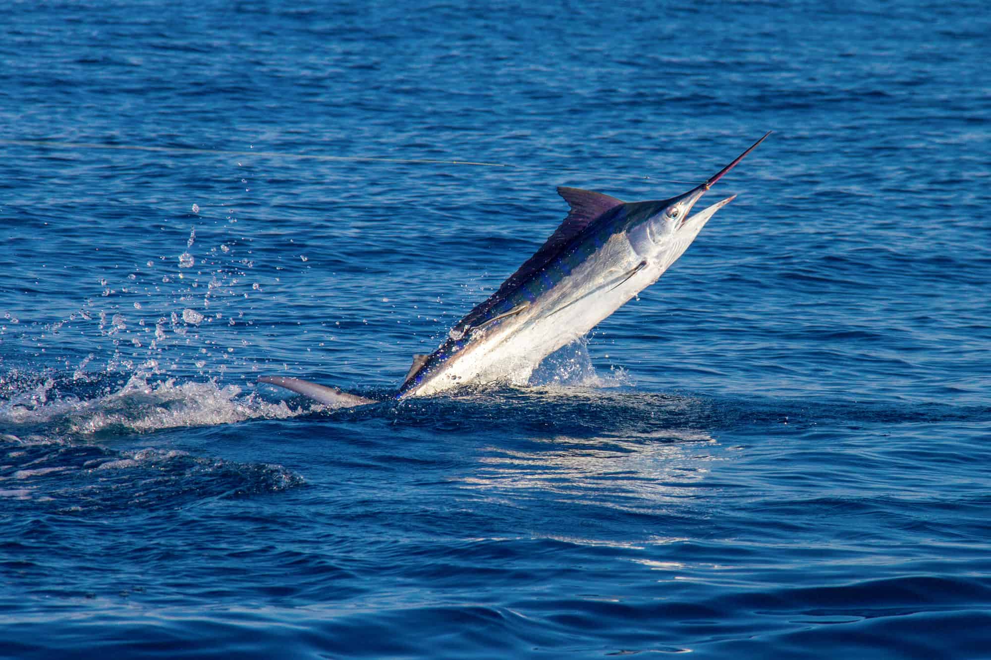 L'animale marino più veloce: il Marlin Nero