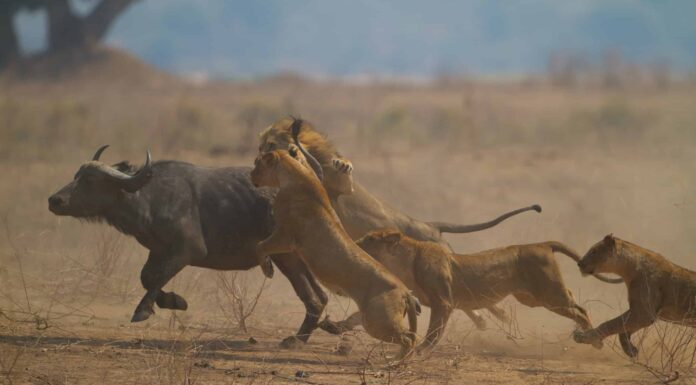 Guarda il bufalo più duro del mondo combattere 15 leoni e 3 ippopotami... e vinci!
