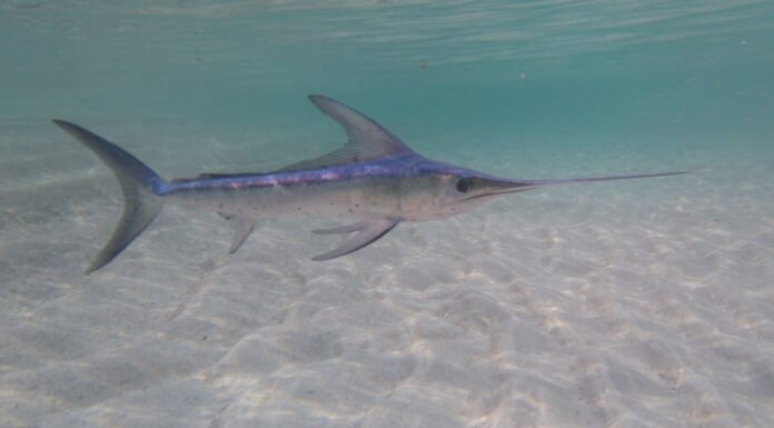 Guarda il filmato straziante di un pesce spada che attacca un subacqueo a 700 piedi sott'acqua
