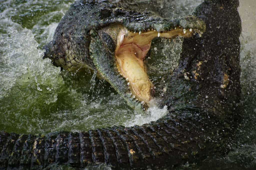 lotta tra alligatori