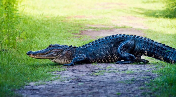 Guarda questo alligatore arrabbiato invadere il portico di una famiglia e rifiutarsi di andarsene in silenzio
