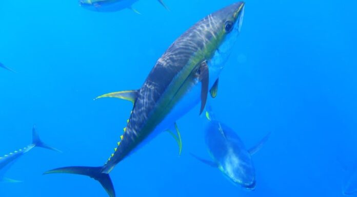 Guarda questo avido squalo che morde la coda di un succoso tonno su una lenza
