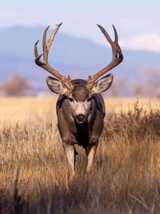 Mule Deer Buck in autunno in Colorado
