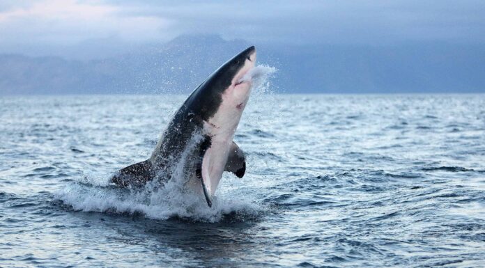 Guarda questo enorme squalo bianco che sfida la fisica e vola in aria

