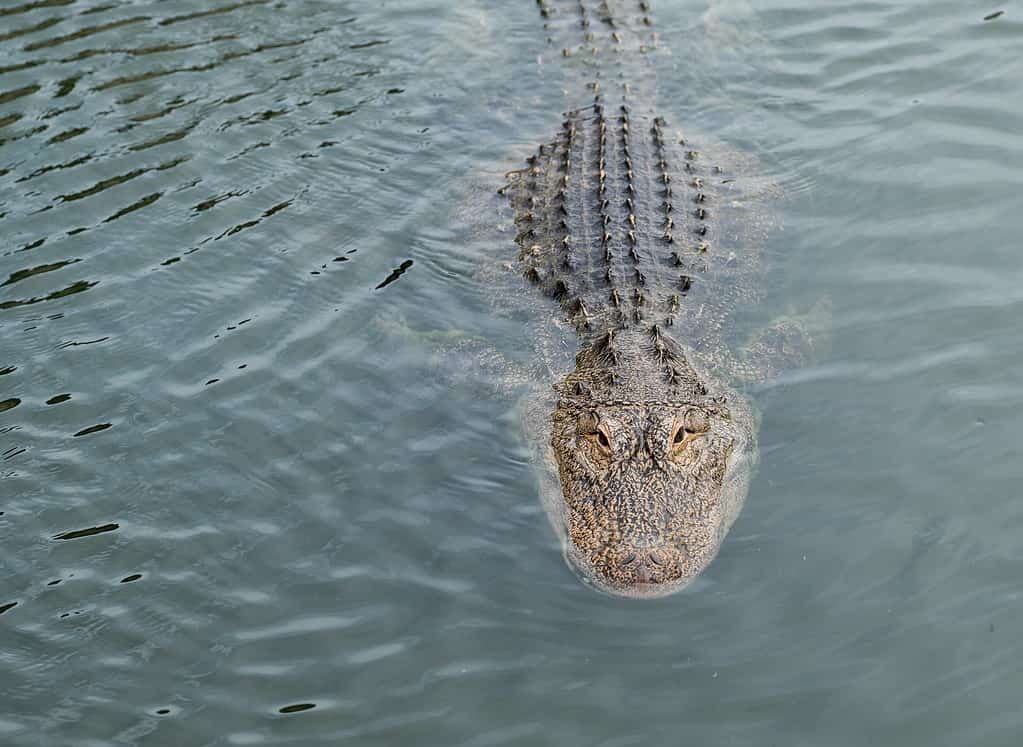 Alligatore che nuota in acque limpide