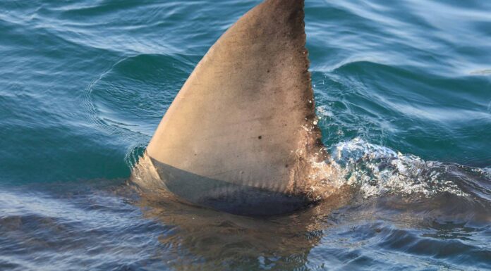 Guarda uno squalo sbucare dal nulla per afferrare un bambino australiano mentre nuota
