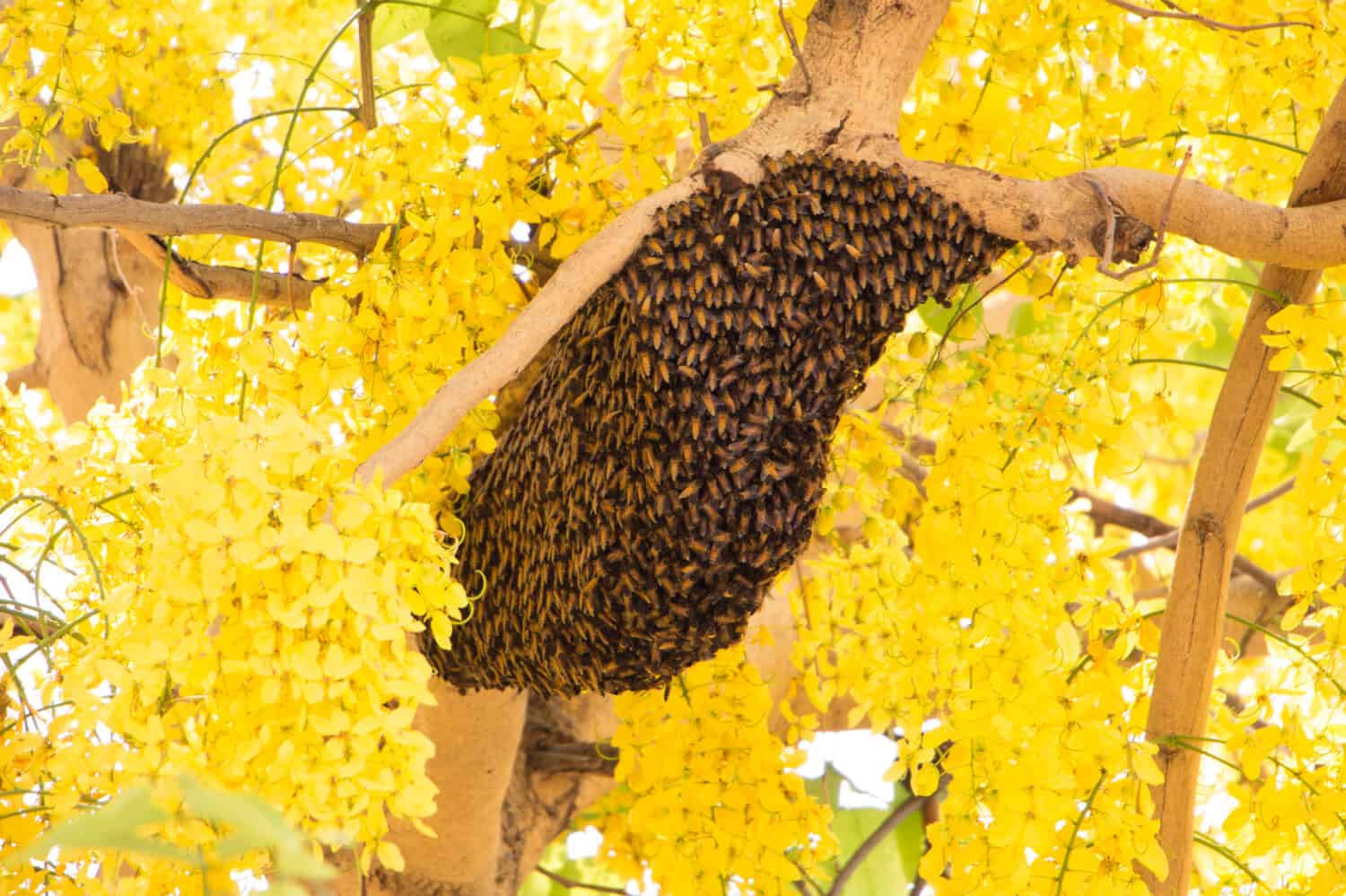Sciame di api che costruiscono un nuovo alveare che circonda l'albero