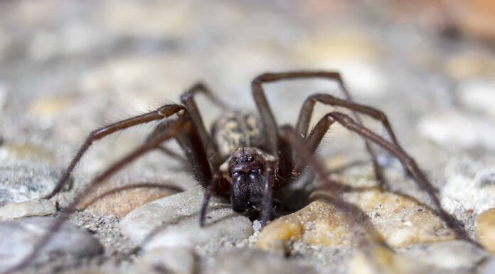 I 10 più grandi ragni che strisciano negli Stati Uniti
