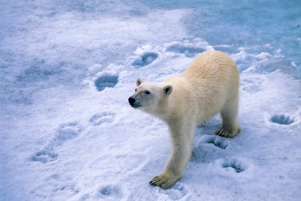 Orso polare che lascia tracce sulla neve fresca.